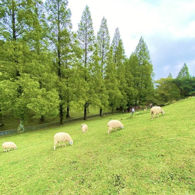 六甲山牧場【北エリア】動物が近くふれ合える癒されエリア