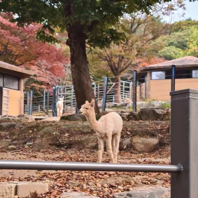 A different zoo experience 