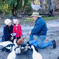 Kerriley Park Farmstay : Fun for kids!