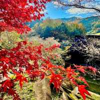 四季桜公園