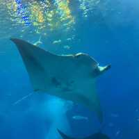 沖縄といえばジンベイザメのいる美ら海水族館🐟