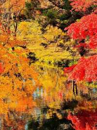 【絶景】湯布院で紅葉見るなら金鱗湖へ🍁