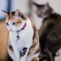 Purrfect Day at The Cat Cafe SG
