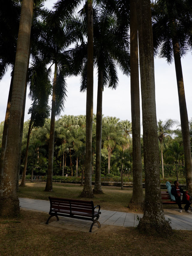 福田蓮花山公園，落羽松打卡景點