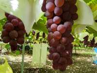 Grapes farm