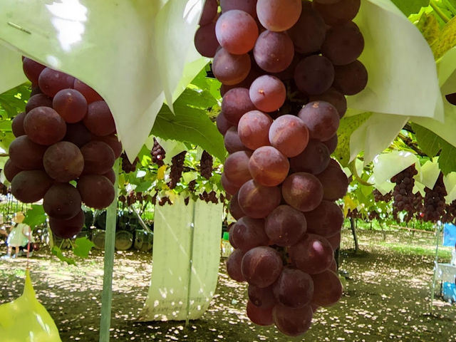 Grapes farm