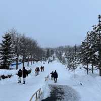 Asahiyama Zoo 