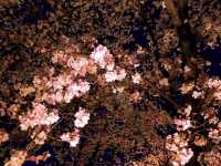 【絶景】狙い目はマジックアワー！京都で夜桜見るなら東寺のライトアップがおすすめ🌸