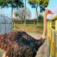 Gokseong Animal Farm