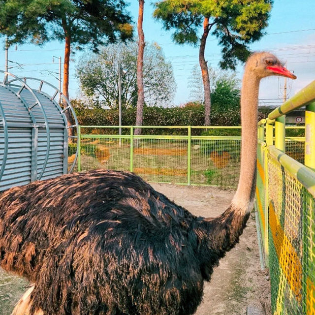 Gokseong Animal Farm