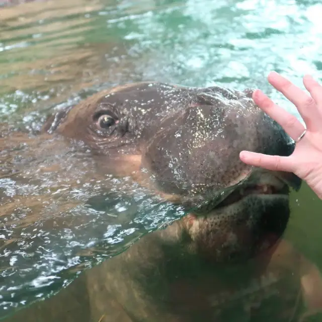 関西映え水族館🦭🩵　ニフレル🦛