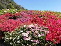 Full of Azalea Bloom is amazing