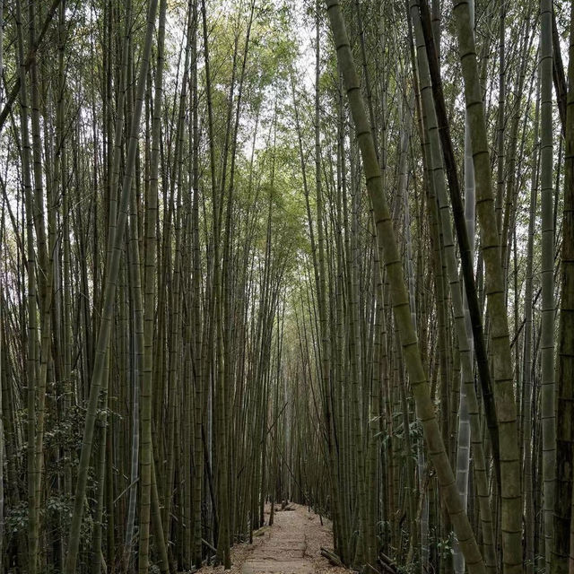 【臺北景點】陽明山國家公園：清新山區疲憊時放鬆