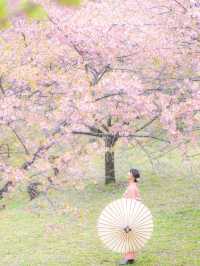 早咲きの桜と富士を望む『おおいゆめの里』🌸