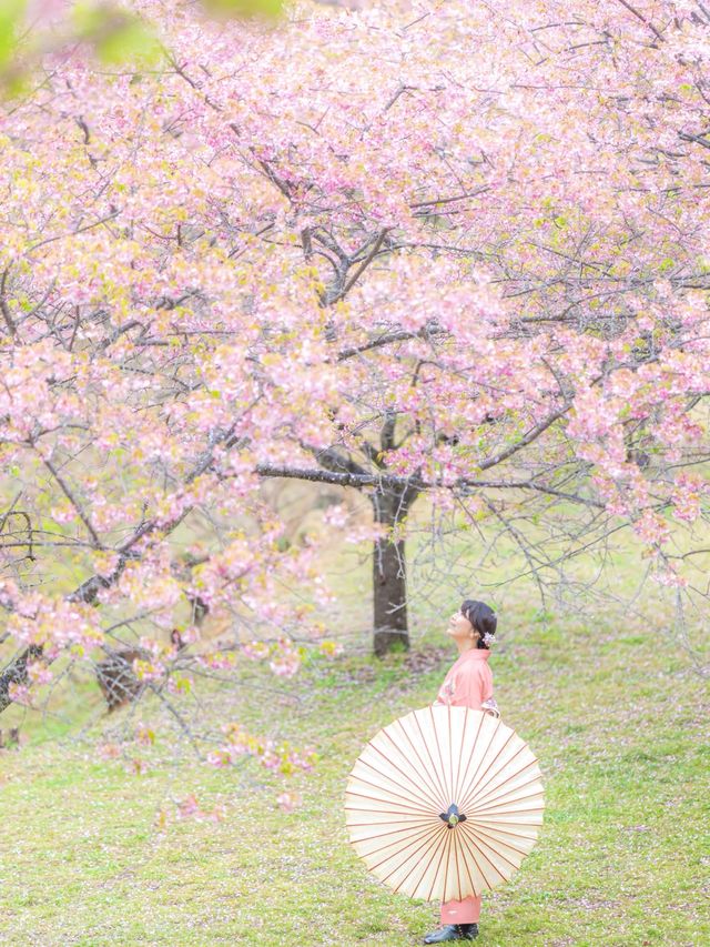 早咲きの桜と富士を望む『おおいゆめの里』🌸