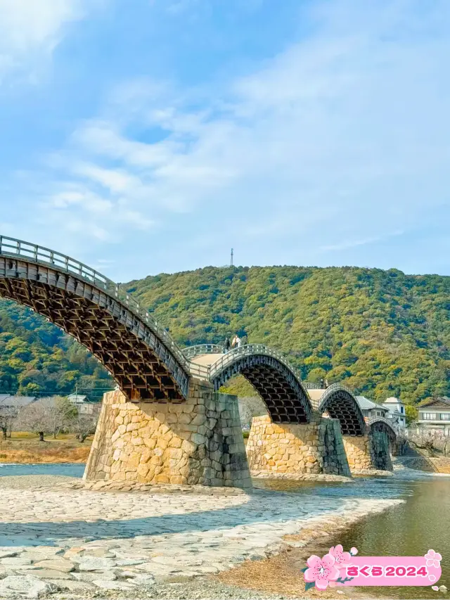 【絶景】世界唯一の美しさを誇る錦帯橋🌉🌸