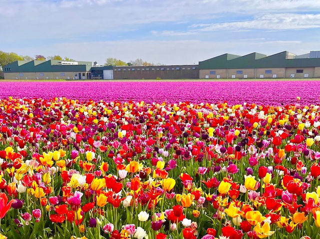 The Tulip Barn