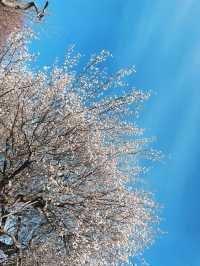 【秩父】宝登山でロウバイと梅の花を楽しむ🌸