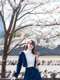 🇯🇵อัพเดต Kumamoto ซากุระบานแล้วน้า🌸