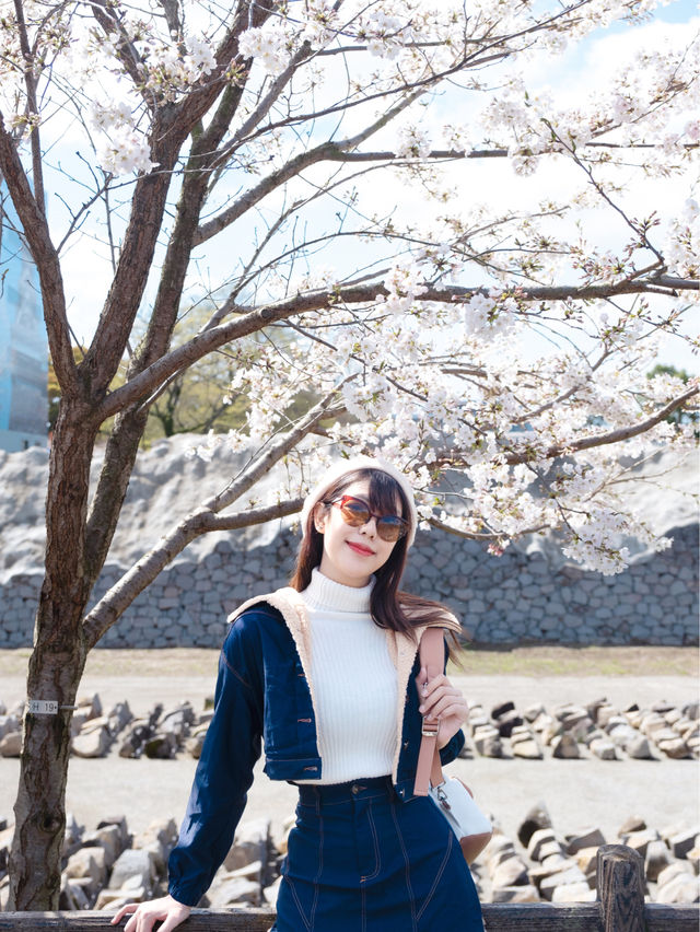 🇯🇵อัพเดต Kumamoto ซากุระบานแล้วน้า🌸