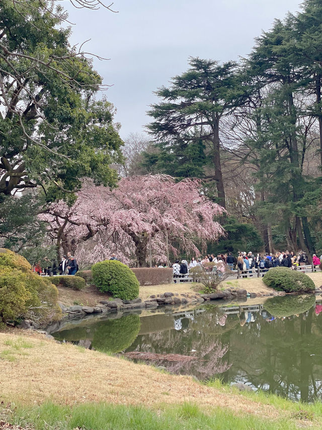 도쿄 벚꽃 = 신주쿠교엔🌸