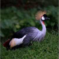 Taiping Zoo