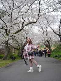 Hamamatsu Flower Park สวนดอกไม้ซากุระบานฉ่ำ
