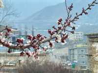  Cherry blossoms create a surreal atmosphere