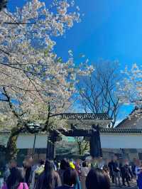 【東京・千鳥ヶ淵】王道!!大人気桜スポット