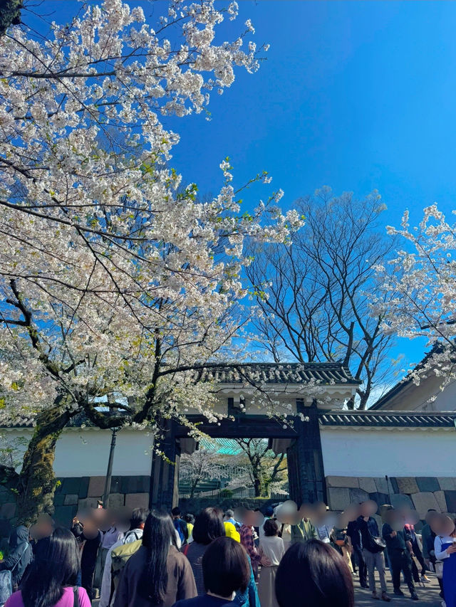 【東京・千鳥ヶ淵】王道!!大人気桜スポット