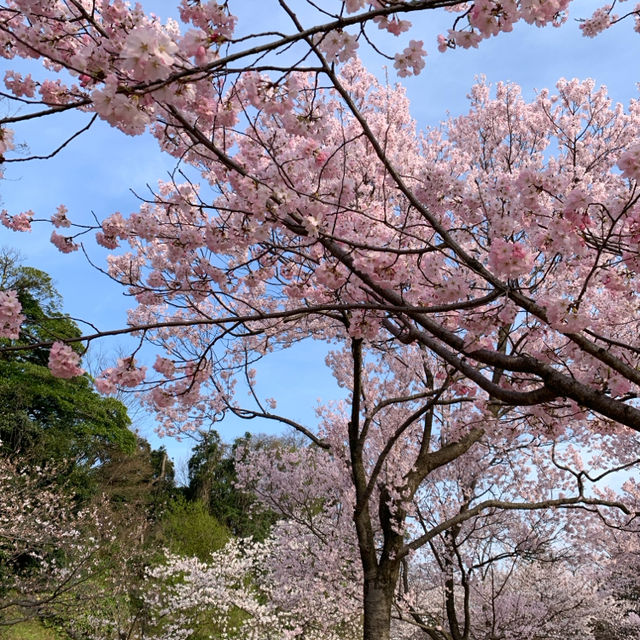 Spring in Kanazawa