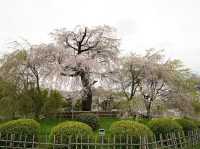 🌸京都圓山公園：櫻花海洋，兼具歷史氣息
