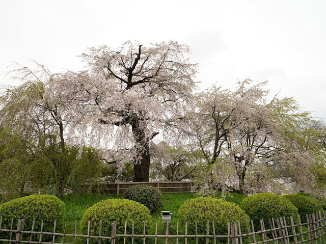 🌸京都圓山公園：櫻花海洋，兼具歷史氣息