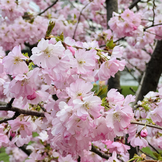 Blossom Sakura in Olympic Park, Munich