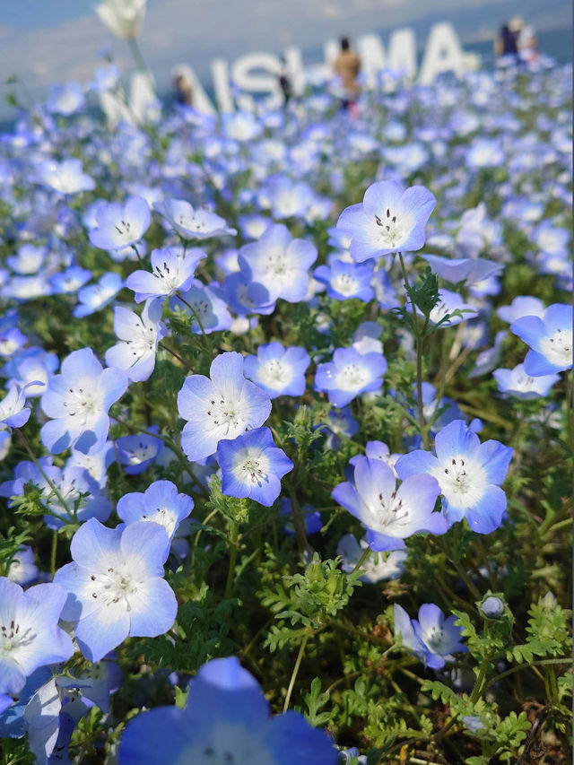  Nemophila Festival งานเทศกาลดอกไม้โอซาก้า