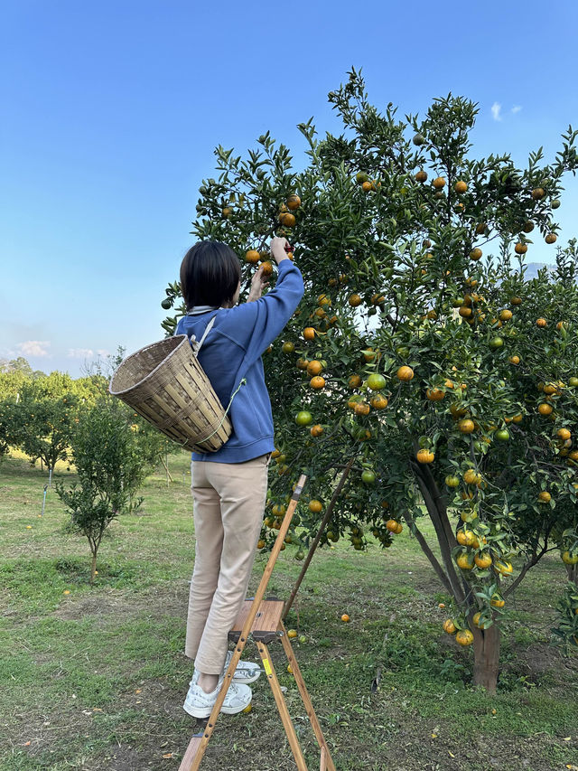 ชวนเพื่อนไปเก็บส้มที่แม่ริม เชียงใหม่ 🍊