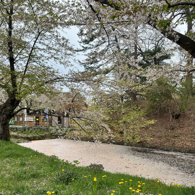 【青森】みちのく三大桜の名所で楽しもう🌸