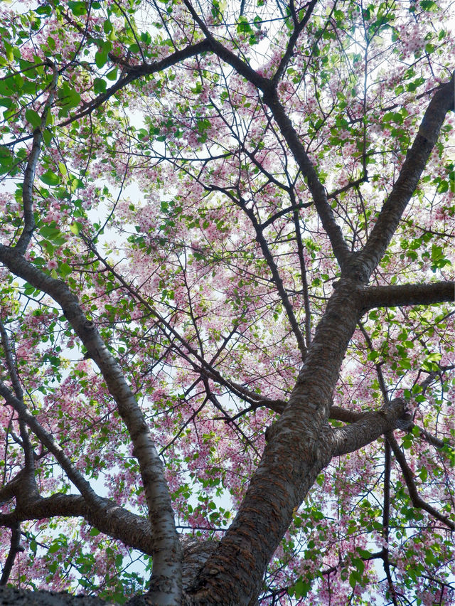 上海賞櫻，辰山植物園最佳打卡點