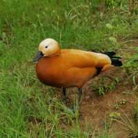 吉隆坡飛禽公園：熱帶鳥語花香，適合感受大自然生命力的理想場所