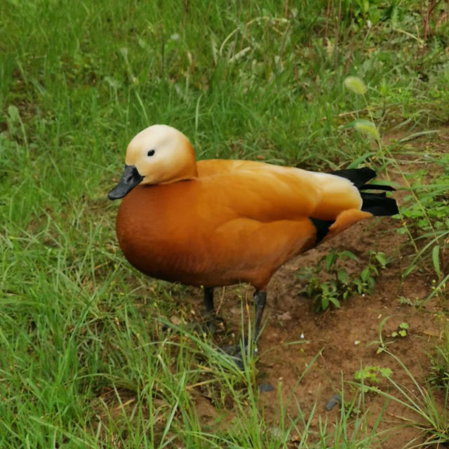 吉隆坡飛禽公園：熱帶鳥語花香，適合感受大自然生命力的理想場所