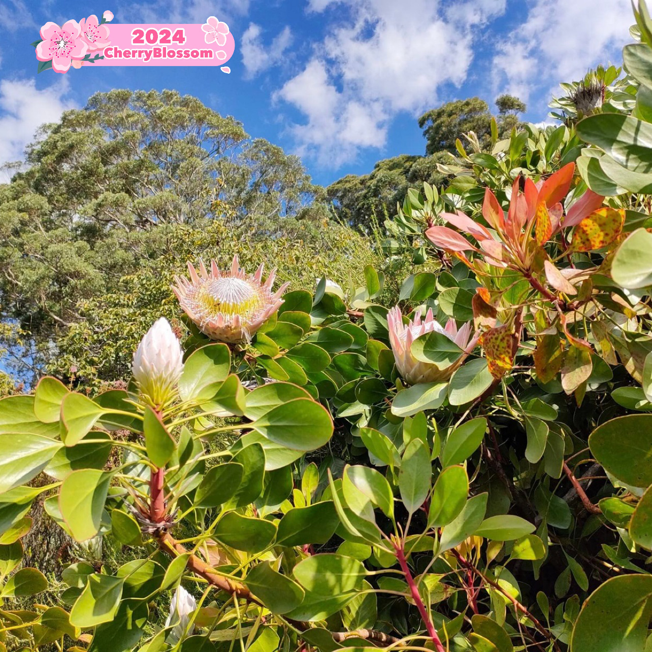 Garden of Wonder: Exploring the Blue Mountains' Hidden Gem