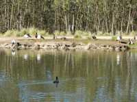 Tidbinbilla Nature Reserve