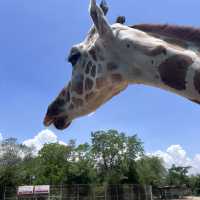 北碧府野生動物園近距離和動物互動