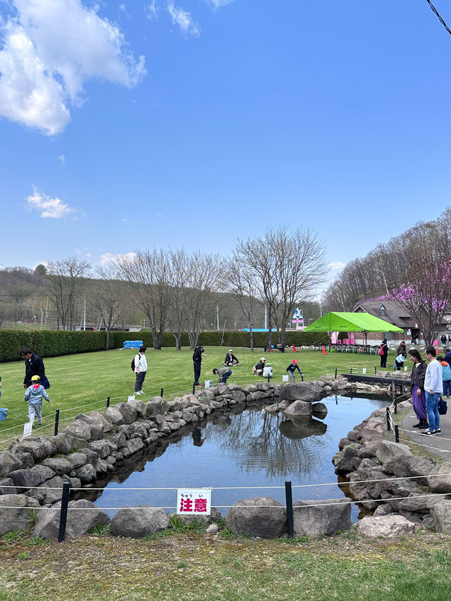 北海道最推薦的芝櫻公園💐