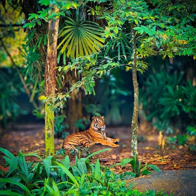 Singapore Zoo