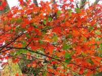 陸奧紫陽花園