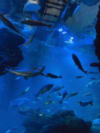 【京都府】京都駅からアクセス抜群！京都水族館を楽しむ