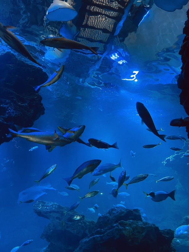 【京都府】京都駅からアクセス抜群！京都水族館を楽しむ