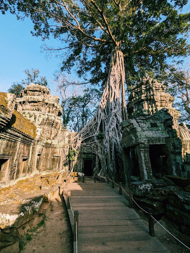 Ta Prohm Temple ប្រាសាទ តាព្រហ្ម