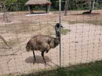 Viva Foresta Farm